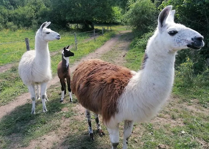 Gite Des Cretes En Pleine Nature Animaux Et Vue Vauxrenard foto